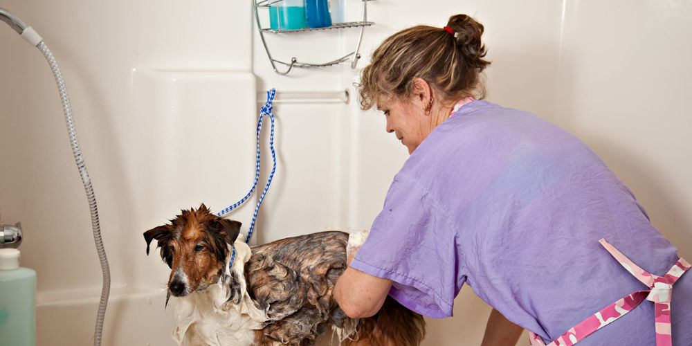 Do Dog Groomers Get Paid Well